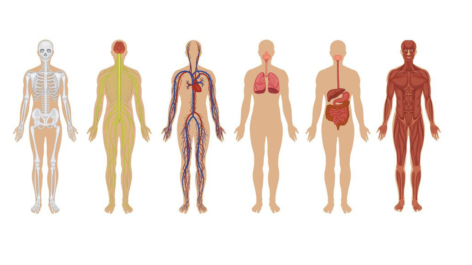 Системы тела человека. Анатомия человека. Человек в системе.