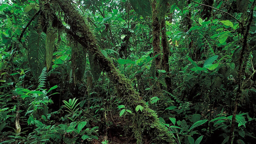 South America – The Amazon Rainforest