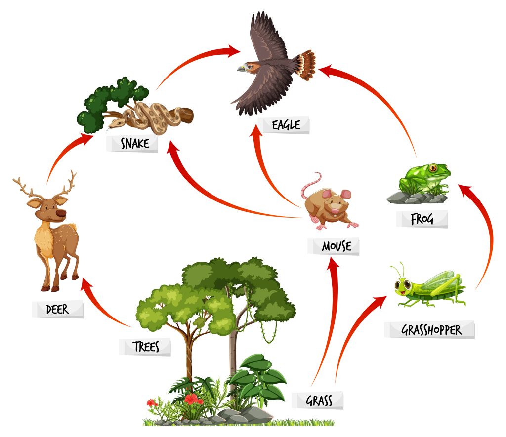 Living Things, Food Chains and Habitats
